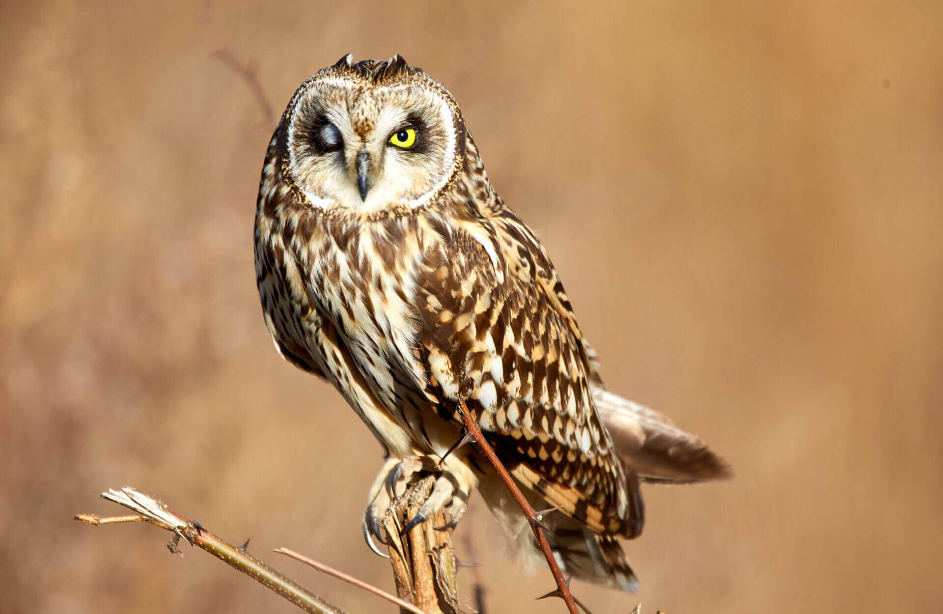 How to Choose the Right African Safari